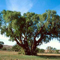 Argan Tree