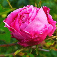 Rose Oil Benefits | Rose Absolute | Blue Labelle Skincare