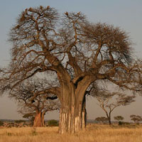baobab oil, baobab oil for hair