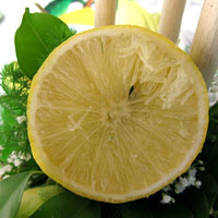 bergamot oil, bergamot oil benefits