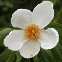 Camellia Oil | Camellia Oil for Skin