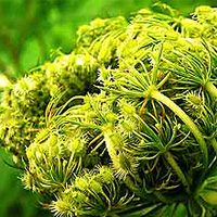Carrot Seed Oil - Carrot Seed Oil Benefits | Blue Labelle