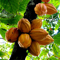 Cocoa Butter | Cacao Butter | Cocoa Butter Benefits