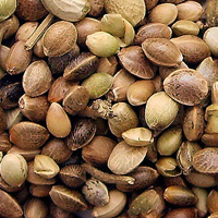 Hemp Seed Oil | Hemp Oil for Skin