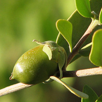 Jojoba Oil | How Jojoba Oil Benefits Skin