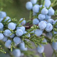 Juniper Oil | Juniper Essential Oil Benefits for Skin | Blue Labelle