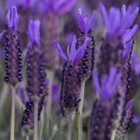 Lavender Oil | Lavender Oil Uses