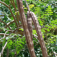 Moringa Oil - Moringa Oil Benefits