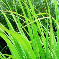 Palmarosa Oil | Palmarosa Essential Oil Benefits | Blue Labelle