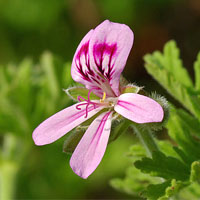 Geranium Oil | Geranium Oil Benefits | Blue Labelle Skincare