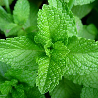 Peppermint Oil | Peppermint Oil Uses