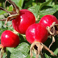 Rosehip Oil - Rosehip Oil Benefits | Blue Labelle Skincare