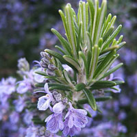 Rosemary Oil | Rosemary Oil Benefits | Blue Labelle Skincare