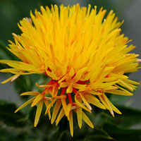 Safflower Oil | Safflower Oil for Skin
