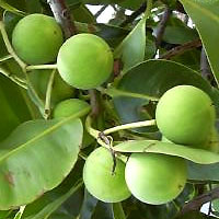 Tamanu Oil | Tamanu Oil Benefits | Blue Labelle Skincare