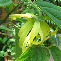 Ylang Ylang Oil | Ylang Ylang Essential Oil Benefits