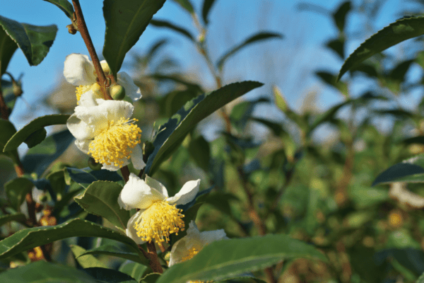 Green Tea Camellia Sinensis plant